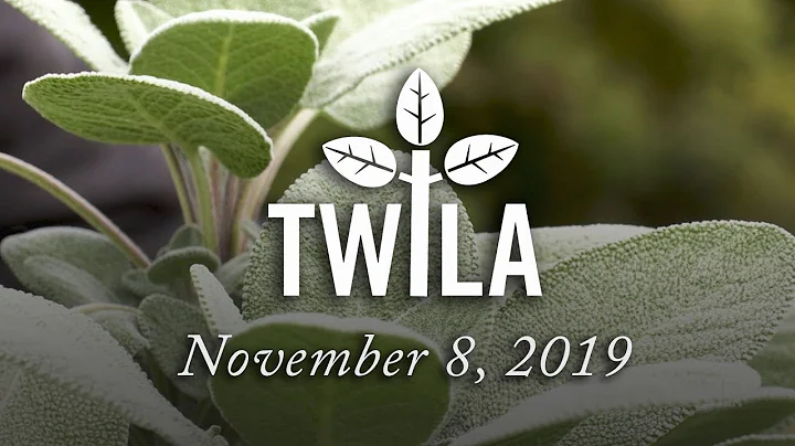 TWILA -- November 8, 2019