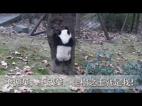 《熊貓早晚安》不拋棄，不放棄，爬樹之王就是我！| iPanda