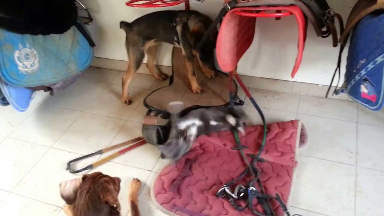 Jeux Entre Chien Et Chat 1