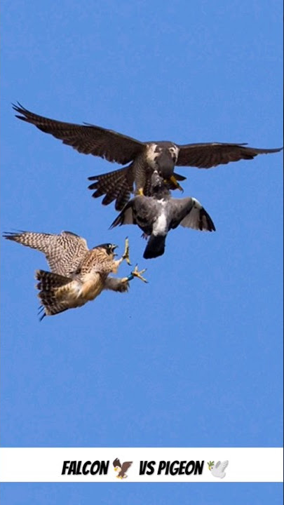 3 Hawk's Attacking On One Pigeon 😰 Falcon Attack 🦅 #pigeon #kabootar #falcon