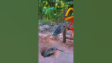 Đặt bẫy rắn độc lạ miền Tây cả nhà ơi