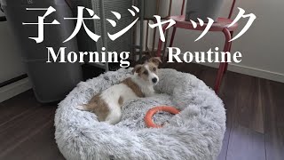 【モーニングルーティン】子犬ジャックラッセルテリアの朝は大忙し / 生後11ヶ月