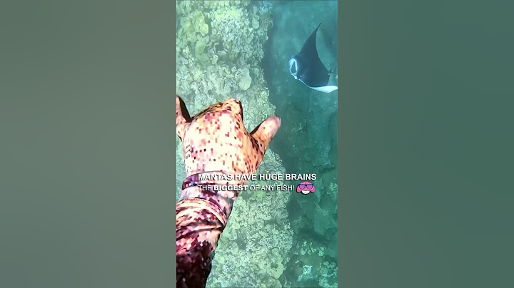 Manta Rays have bigger brain than any other fish 🧠🤯 #mantaray #mobius #underwater