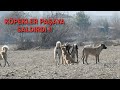 5 ÇOBAN KÖPEĞİ KANGAL PAŞAYA SALDIRDI !! - PAŞA KORKTU ( ZEYNAYA KAMERA TAKTIM TÜM ORMANI GEZMİŞ )