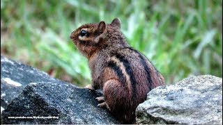 Chipmunk Calling 'Chip Chip Chip'