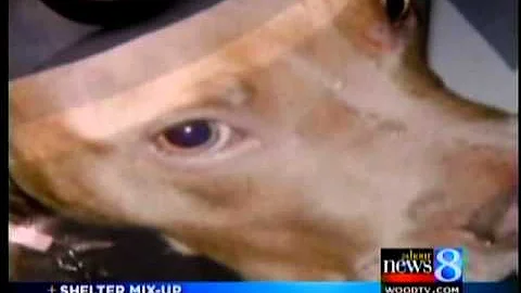 Shelter admits euthanizing wrong dog