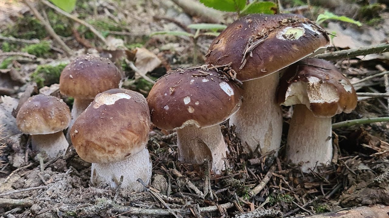 11 octobre Malgré le sec qui s'installe, des cèpes en folie #boletus  , #cepes