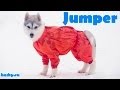 Husky Puppy Jumps