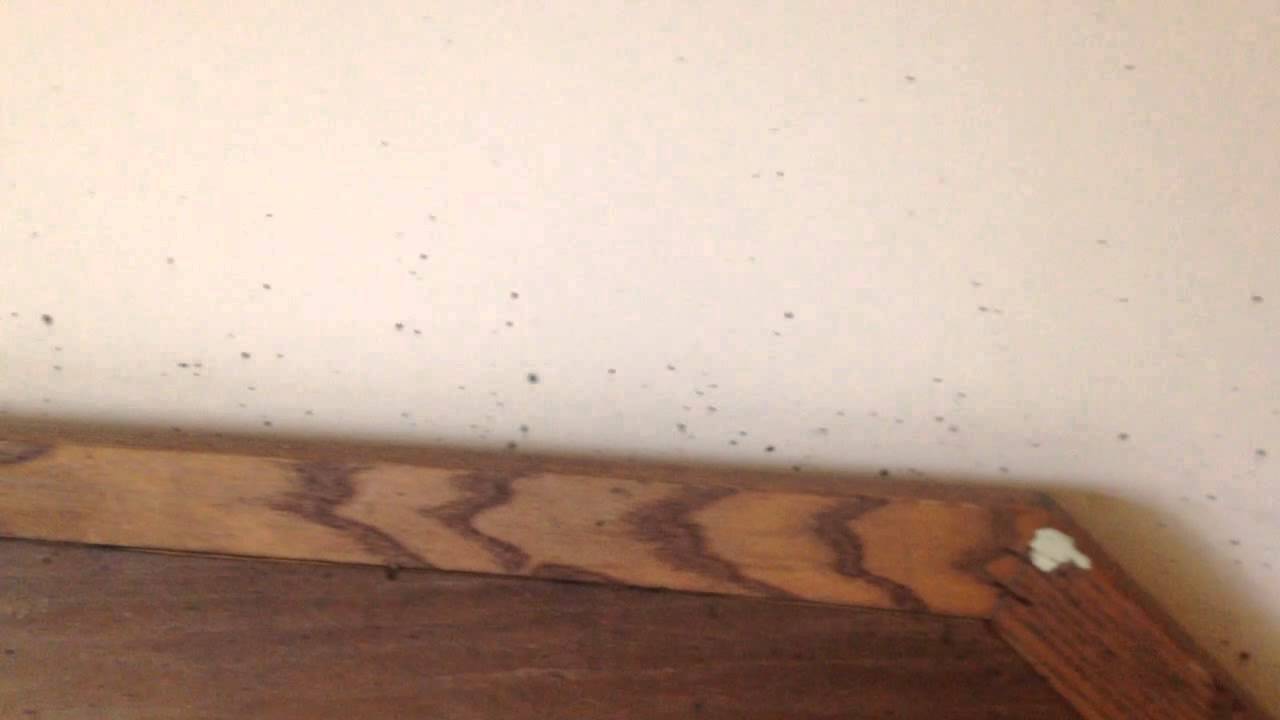 How To Remove Bed Bug Stains From Walls Lickin Bed Bugs