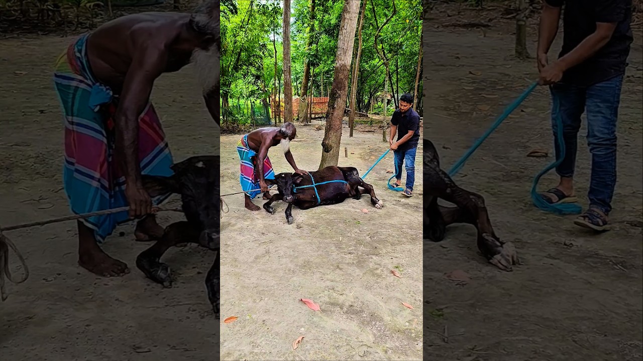 গরু শোয়ানোর সবচেয়ে সহজ উপায় #cow #farming #animals