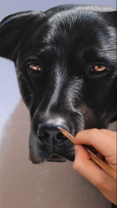 Creating Tuckers pet memorial portrait, soft pastels 40x40cm #art #softpastel #drawing #dogs