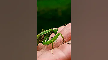 Как избавиться от укуса Богомола. Проверка и последствия укуса.