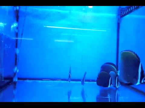 chaetodon collare white cheek