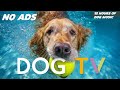 [NO ADS] Dog TV🎵🐶Calming Dog Music for Sleep🐾🩷Soothing Dog Music to Ease Separation and Stres