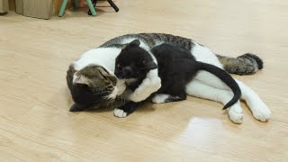 The Big Cat Wants to Hug the Rescued Kitten Warmly │ Episode.62