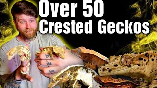 I Own Over 50 Crested Geckos,  Lets Meet Them All  [Crested Gecko Showcase]