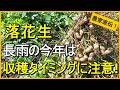 【落花生栽培】収穫適期の見極め方と白絹病対策について解説【有機農家直伝！無農薬で育てる家庭菜園】　26/9/17
