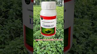 Lambda Cyhalothrin 4.9% CS मेंथा में कीटनाशक का स्प्रे #insecticides #farming #mentha #agriculture