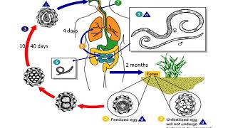 Ascaris Lumbricoides lecture