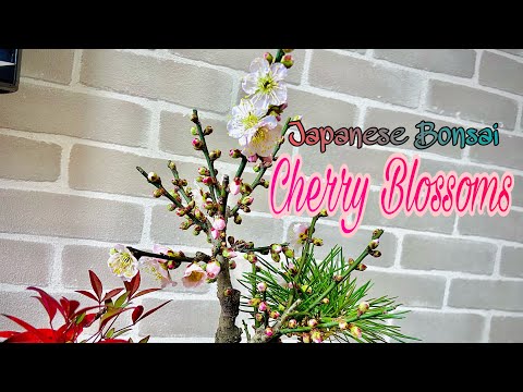 Cherry Blossoms | Update To My Japanese Sakura Bonsai It Started To Bloom | Bonsai Sakura