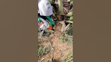 Khoan cây dừa chế thuốc sâu #oddlysatisfying #farming #garden