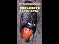 コーカサスオオカブトが卵から成虫になるまでを1分で紹介　＃Shorts