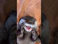 お昼寝前のサンちゃん😴 #カワウソ #otter #癒し