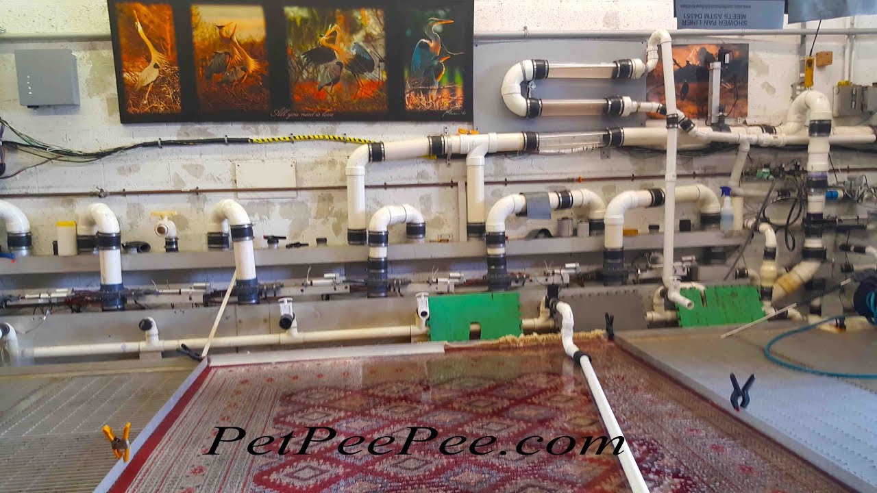 chinese rug urine odor removal service-