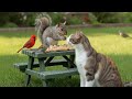 Gray Squirrels 🐦Cardinals for Kittens and Cats to Watch 😻Cat TV