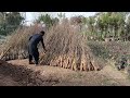 The dry fruits season has arrived.Its a good time plants saplings in the nursery.