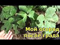 Последствия града 15.06. Небольшой обзор моего огорода после грозы с градом. Могло быть и хуже!!!