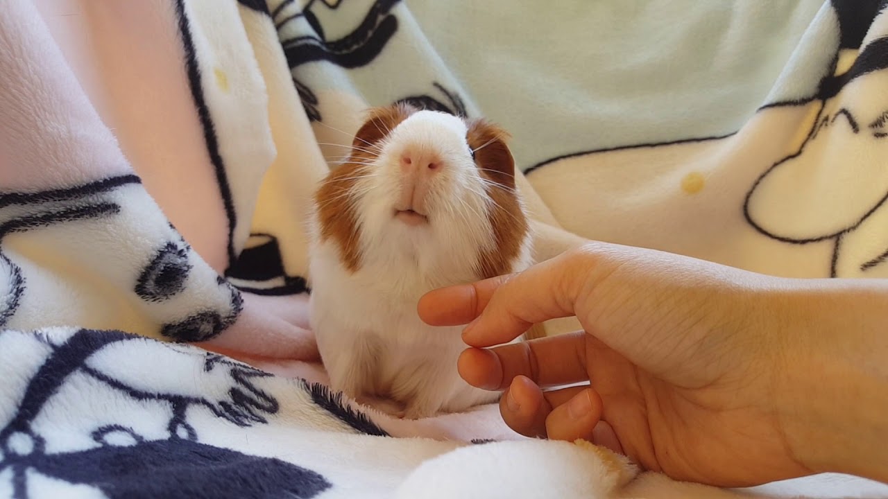 How cute when peppy chin rubbing hughug a guinea pig YouTube