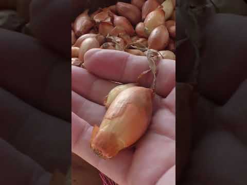 Βίντεο: Κρεμμύδι Χαλκηδόνιος: περιγραφή, καλλιέργεια και κριτικές