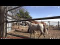 Part 2 of 2 - Warwick Schiller Working With New Born Foals - What I See