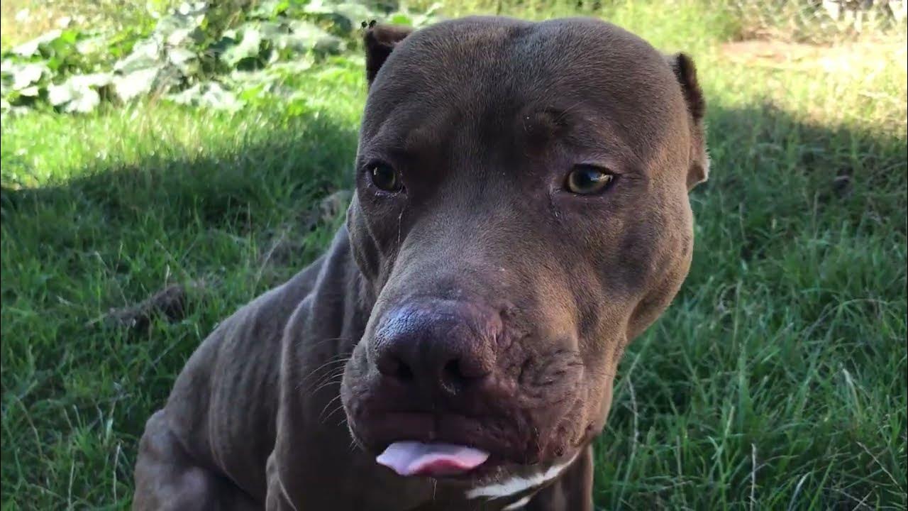 Питбули кайфуют, любимые Говяжьи копыта ,пошли посмотреть грибы - YouTube