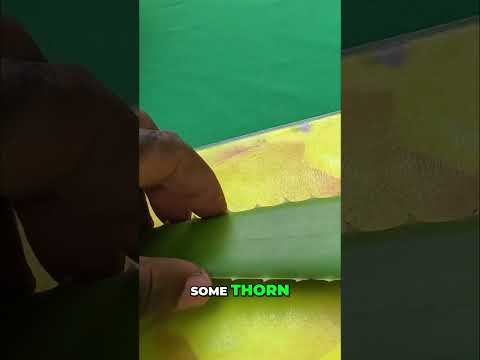 Cutting Open Aloe Vera: What’s Inside? #shorts