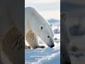 Arctic vs. Antarctic: Fun Facts That Prove They Aren't the Same Distinguishing characteristics!