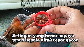CARA JITU BIKIN TEPUS KEPALA ABU2 CEPAT RAJIN BUNYI‼️