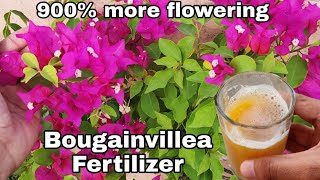 Use this for Bougainvillea flowering tips,  Get maximum flowers on Bougainville