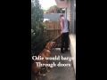 Loose lead walking - Gold Coast dog trainer Loose lead walking - Gold Coast dog trainer