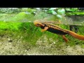 Crocodile newt  Крокодиловый  тритон Krokodilmolch