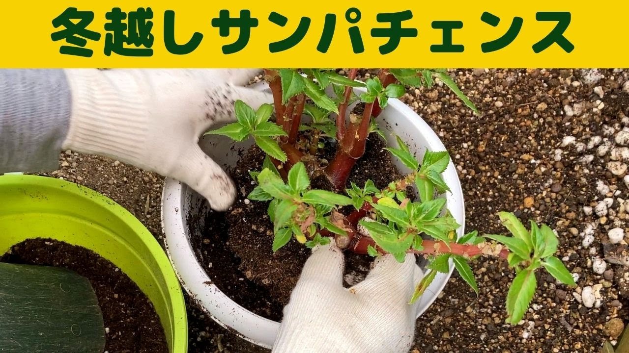 冬越ししたサンパチェンスを植え替えました 無事に大きくなるか 冬越ししたサンパチェンスを新しい土で植え替え Youtube 冬越ししたサンパチェンスを植え替えました 無事に大きくなるか 冬越ししたサンパチェンスを新しい土で植え替え Youtube