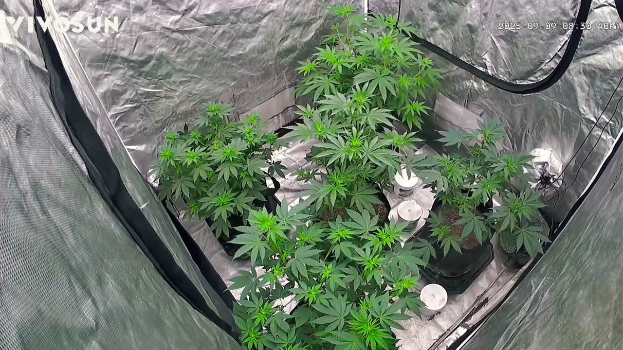 Week 2 Flower day10  