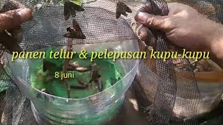 panen telur & pelepasan kupu-kupu ulat pace