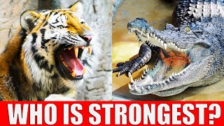 TOP 10 Strongest Animals in the World - Strongest Animal Bite Force in the World
