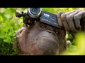 Chimpanzee Behavior and Intelligence