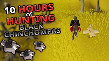 Hunting Black Chinchompas For 10 Hours (Anti-Pking)