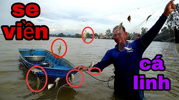 Một xuồng cá linh chỉ bằng cách giăng lưới mùa nước nổi|A canoeing fish only by floating net season