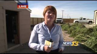 Illegal marijuana grow busted in eastern Pueblo County
