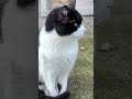 Все получится позитив веселыекоты Cat прикольныекоты мудрыемысли цитатыосмысле